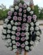 Coroana funerara din crizanteme albe si roz p2