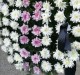 Coroana funerara din crizanteme albe si roz p3