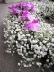 Coroana rotunda din gypsophila si orhidee violet p4